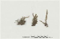 藏品(毛柄苔屬 )的圖片